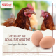 Nahaufnahme einer braunen Henne mit zwei Eiern und deutschem Text über Schalenstabilität von Supravit Farming Days.