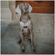 Ein sitzender grauer Weimaraner-Hund trägt ein beiges und camouflages Muster Geschirr mit dem Markennamen "HUNTER", der auf der Vorderseite sichtbar ist.