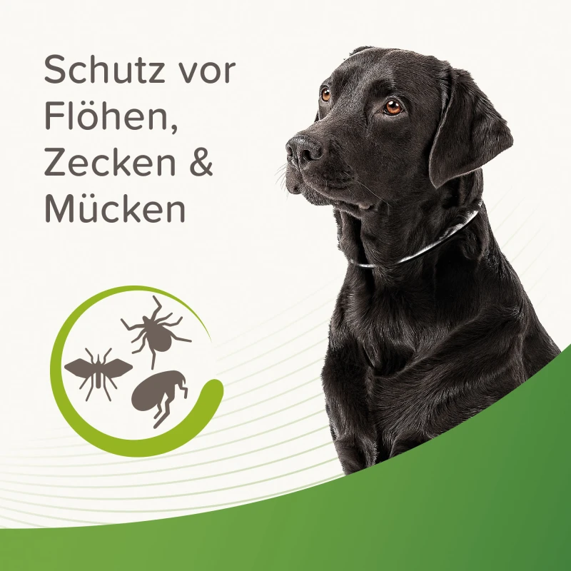 Beaphar reflektierendes Zecken- und Flohschutz Halsband