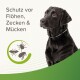 Schwarzer Hund mit einem silbernen Halsband, begleitet von dem Text 'Schutz vor Flöhen, Zecken & Mücken' und Icons von Insekten.