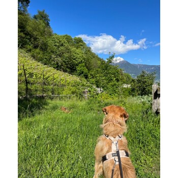 Ein brauner und weißer Hund, der ein graues Geschirr und eine Leine trägt, schaut aufmerksam in einer natürlichen Umgebung mit verschwommenem Laub.