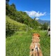 Ein brauner und weißer Hund, der ein graues Geschirr und eine Leine trägt, schaut aufmerksam in einer natürlichen Umgebung mit verschwommenem Laub.