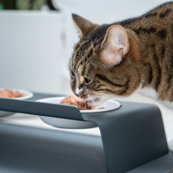 Braun getigerte Katze frisst Nassfutter aus einem grauen erhöhten Doppelnapf-Futterspender mit weißen Näpfen