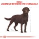 Ilustracja labradora retrievera z napisem 'RASA: LABRADOR RETRIEVER PO STERYLIZACJI' nad nim.