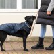 Ein schwarzer Hund in einem blauen Wintermantel steht auf einem Ziegelweg, während sein Besitzer, der in einer schwarzen Steppweste und Jeans gekleidet ist, eine Leine hält.