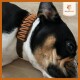Hundehalsband "Naturgeflüster" aus Biothane mit Paracord (L-XL - 35 - 43 cm Halsumfang - 25 mm Stärke)