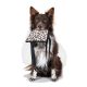 Ein braun-weißer Hund hält eine Haustiertasche mit Leopardenmuster im Mund und sitzt vor einem hellgrauen Hintergrund.
