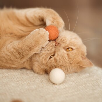 Orange getigerte Katze liegt auf dem Rücken und hält einen orangefarbenen Filzball nahe dem Gesicht; ein weißer Filzball liegt daneben auf einem cremefarbenen Teppich.