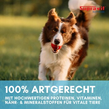 Braun-weißer Hund läuft auf Gras mit rotem Ball im Maul, Text über hochwertige Proteine und Vitamine auf Deutsch.