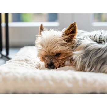 Ein kleiner Yorkshire Terrier, der auf einem weichen, plüschigen Haustierbett ruht, mit geschlossenen Augen und leicht zerzaustem Fell.