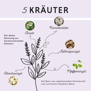 Illustration von fünf Kräutern, beschriftet mit Anisöl, Kamillenblüte, Süßholzwurzel, Eibischwurzel und Pfefferminzöl auf einem helllila Hintergrund.