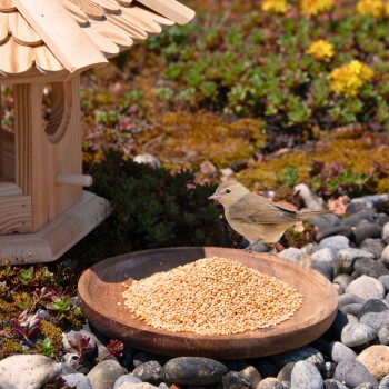 Ein kleiner brauner Vogel steht neben einem Holzvogelhaus, neben einem runden Teller mit Vogelfutter, umgeben von Kieseln und Grünpflanzen.
