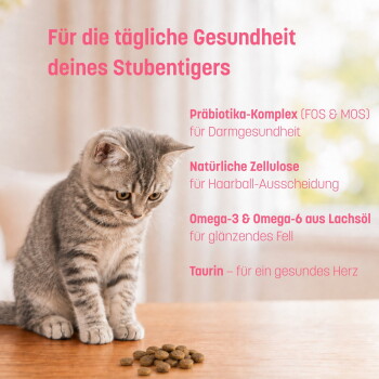Getigertes Kätzchen betrachtet Trockenfutter; deutscher Text ‚Für die tägliche Gesundheit deines Stubentigers‘ sichtbar