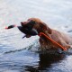 Brauner Hund schwimmt im Wasser und hält ein schwarz-oranges Schwimmspielzeug im Maul.