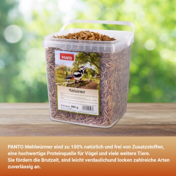 Behälter mit getrockneten Mehlwürmern von PANTO für Vögel, 900g beschriftet, auf einer Holzoberfläche mit grünem unscharfem Hintergrund.