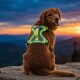 Golden Retriever trägt ein neongrün beleuchtetes reflektierendes Geschirr, sitzt bei Sonnenuntergang auf einem Felsen, blickt zurück und lächelt