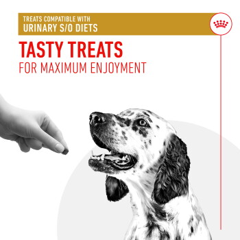 A hand offers a treat to a happy spotted dog. Text: "Urinary S/O diet compatible" and "Tasty treats for enjoyment."