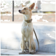Ein hellfarbener Hund sitzt auf einer Holzbank, trägt ein beiges Halsband und eine Leine und schaut mit einem wachsamen Ausdruck zur Seite.