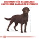 Illustration eines kastrierten schokoladenbraunen Labrador Retrievers mit Maßlinien, betitelt "Sortiment für Rassehunde: Kastrierter Labrador Retriever."