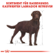 Illustration eines kastrierten schokoladenbraunen Labrador Retrievers mit Maßlinien, betitelt "Sortiment für Rassehunde: Kastrierter Labrador Retriever."