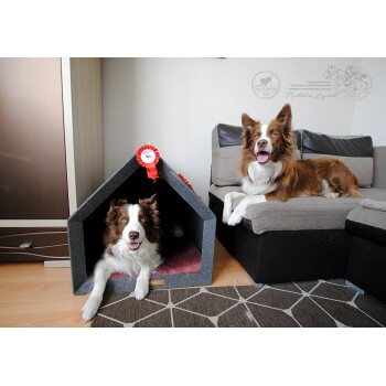 Zwei glückliche Border Collies in einem gemütlichen Wohnzimmer: einer in einem grauen Hundehäuschen mit rotem Band, der andere entspannt auf einer Couch.