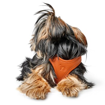 Ein kleiner Hund mit langem, flauschigem schwarz-braunem Fell sitzt mit dem Rücken zur Kamera und trägt ein orangefarbenes Ledergeschirr.