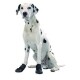 Un chien dalmatien assis, portant des bottes de protection noires sur ses pattes, sur un fond blanc uni.