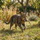 Chat tigré marchant dans un jardin ensoleillé, tenant une petite souris en peluche dans la gueule.
