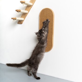 Eine graue Katze streckt sich, um ein wandmontiertes Kratzbrett zu kratzen, mit einer Holz-Katzenkletterstruktur im Hintergrund.