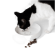 Eine schwarz-weiße Katze frisst aus einer weißen Schüssel mit dem Wort "FOOD" darin, umgeben von verstreutem Katzenfutter.