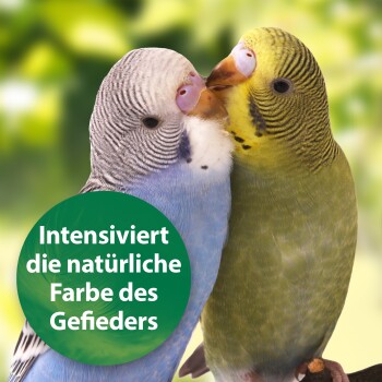Zwei bunte Wellensittiche, einer blau und einer grün, sind eng beieinander mit einem verschwommenen grünen Hintergrund. Text: "Intensiviert die natürliche Farbe."
