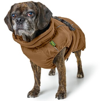 Ein kleiner, gestromter Hund trägt einen braunen, gepolsterten Mantel mit Kapuze und steht vor einem weißen Hintergrund.