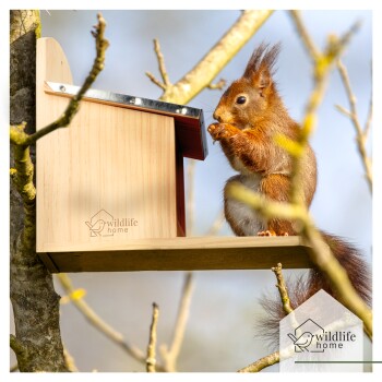 Rotes Eichhörnchen, das an einem hölzernen Wildtier-Futterhaus an einem Ast frisst, mit sichtbarem Schriftzug „wildlife home“.