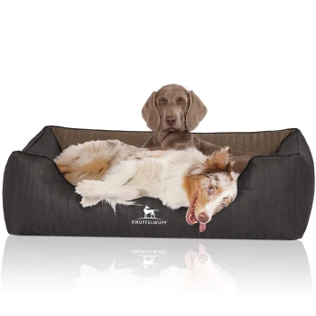 Ein dunkelgraues, gestepptes Hundebett mit einem entspannten Australian Shepherd, der verspielt ruht, und einem Logo, das "KNUFFELWUFFF" sagt.