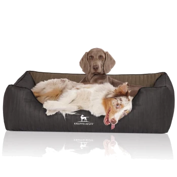 Ein dunkelgraues, gestepptes Hundebett mit einem entspannten Australian Shepherd, der verspielt ruht, und einem Logo, das "KNUFFELWUFFF" sagt.