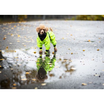 Ein kleiner Hund, der einen leuchtend grünen Regenmantel trägt, steht in einer Pfütze auf einer nassen Straße, umgeben von gefallenen Blättern.