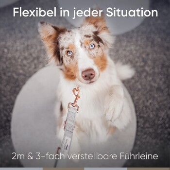 Nahaufnahme eines flauschigen Hundes mit blauen Augen, der eine Leine hält. Text: "Flexibel in jeder Situation" und "2m & 3-fach verstellbare Führleine."