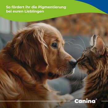Golden Retriever und getigerte Katze Nase an Nase; sichtbarer Text: 'So fördert ihr die Pigmentierung bei euren Lieblingen'; Logo 'Canina®'.