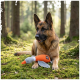 Berger allemand allongé sur un sol forestier mousseux avec une peluche canard orange et grise et une petite étiquette en tissu.