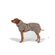 Brauner Hund steht in einem beige-schwarzen Hundemantel mit Leopardenmuster vor weißem Hintergrund.