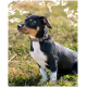 Ein schwarz-brauner Hund sitzt auf grünem Gras, trägt ein stilvolles Halsband mit einem dekorativen Muster und schaut aufmerksam zur Seite.
