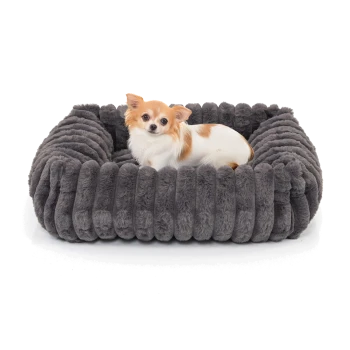 Kleiner weißer und brauner Chihuahua liegt in einem plüschigen, dunkelgrauen, gerippten Haustierbett auf weißem Hintergrund.