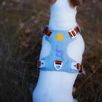 Ein kleiner Hund, der ein hellblaues Geschirr mit orangefarbenen und lila Akzenten trägt, von hinten betrachtet, stehend auf Gras.