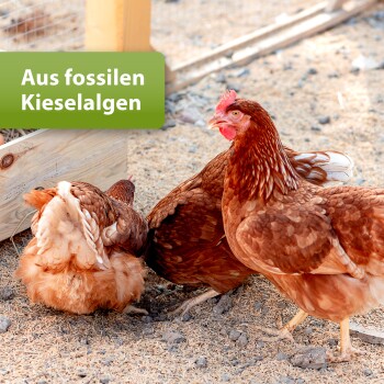 Drei braune Hühner auf Erde nahe einem Holzzaun mit einem grünen Schild mit der Aufschrift "Aus fossilen Kieselalgen".