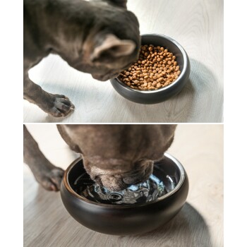 Ein Hund schnüffelt an einer mit Futter gefüllten Schüssel, während eine Hand eine ähnliche Schüssel in eine Geschirrspülmaschine stellt, und der Hund aus einer anderen Schüssel trinkt.