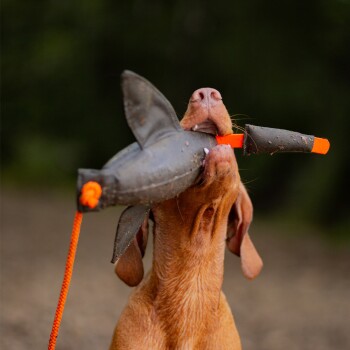 Brauner Hund hält im Freien ein schwarz-orangefarbenes, haiförmiges Kauspielzeug im Maul.
