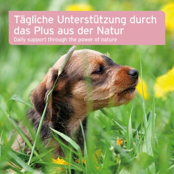 Nahaufnahme eines braunen und schwarzen Welpen im grünen Gras mit gelben Blumen, mit Text über tägliche Unterstützung aus der Natur.