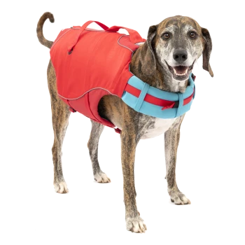 Ein Hund trägt eine leuchtend rote Schwimmweste mit blauen Riemen, steht aufrecht und schaut nach vorne.