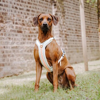 Ein brauner Hund mit einem weißen und orangefarbenen Geschirr sitzt auf grünem Gras vor einer Ziegelmauer und sieht aufmerksam und wachsam aus.