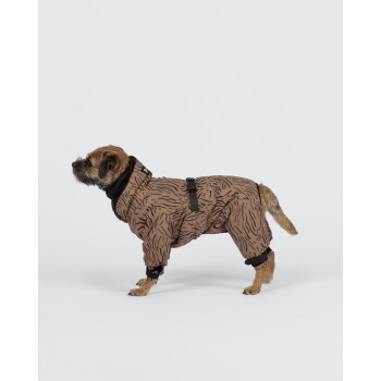 Brauner Terrier, der einen braun gemusterten Ganzkörperanzug mit schwarzen Riemen trägt, nach links blickend vor weißem Hintergrund; kleines weißes Logo am Kragen